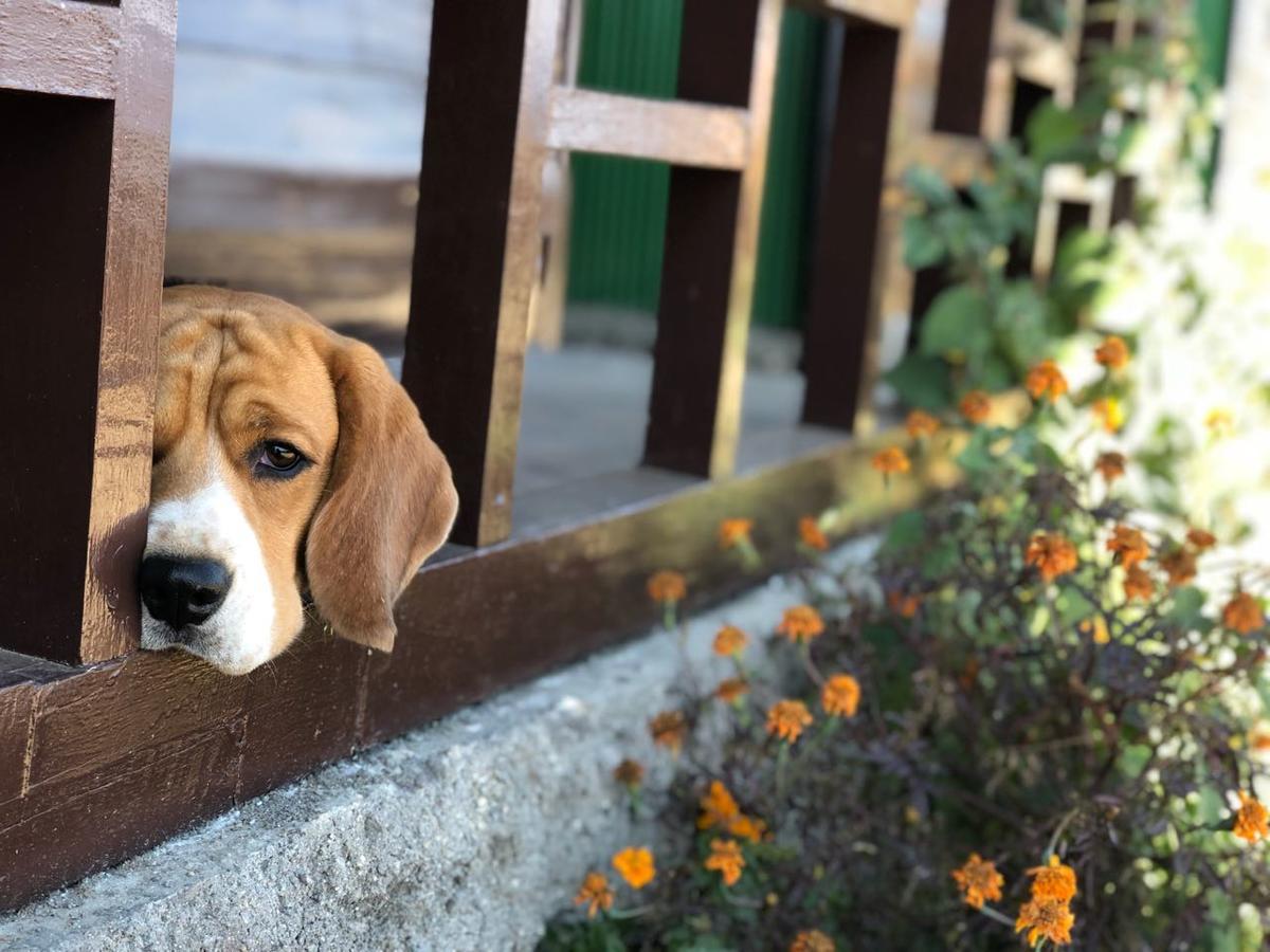 Suma Aavaas Farmstay ดาร์จีลิง ภายนอก รูปภาพ